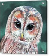 Tawny Owl Acrylic Print