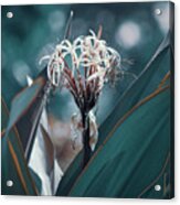 Teal Spider Lily Acrylic Print