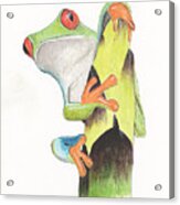 Red Eyed Tree Frog #1 Acrylic Print