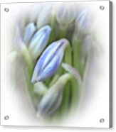 Tender Blue, Delicate, Shy, Togetherness, Soft Shades, Beauty Acrylic Print