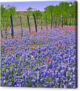 Texas Heaven -bluebonnets Wildflowers Landscape Acrylic Print
