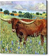 Texas Longhorn 2-pastel Colors Acrylic Print