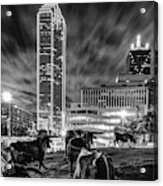 Texas Longhorn Cattle Drive To The Dallas Skyline - Black And White Acrylic Print