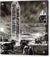 Texas Longhorn Cattle Drive To The Dallas Skyline In Sepia Acrylic Print