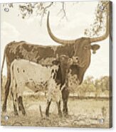 Texas Longhorn Cow And Calf In Sepia Acrylic Print