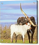 Texas Longhorn Cow And Calf Under A Big Blue Texas Sky Acrylic Print