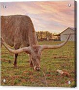Texas Longhorn Cow Dusty At Sunset Acrylic Print