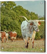 Texas Longhorn Cow Under A Rainbow Acrylic Print