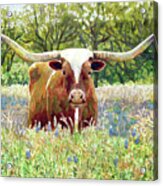 Texas Longhorn-pastel Colors Acrylic Print