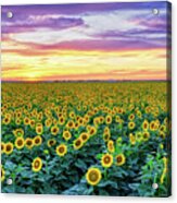 Texas Sunflower Field At Sunset Pano Acrylic Print