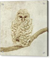 Textured Owl Wildlife Image Acrylic Print