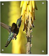 The Beauty Of Flight Acrylic Print