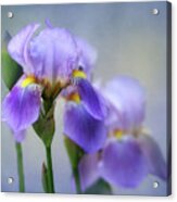 The Beauty Of The Iris Acrylic Print