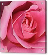 The Beauty Of The Rose Acrylic Print