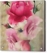 The Blush Is Still On The Rose Acrylic Print