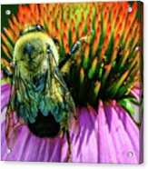 The Busy Bee Acrylic Print