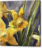 The Daffodils Bloomed Ii Acrylic Print