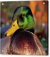 The Emerald Mallard Duck Acrylic Print