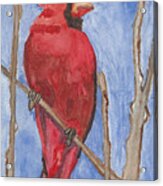 Red Watercolor Cardinal -the Emperor Acrylic Print