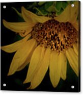 The Flashy Wild Sunflower Acrylic Print