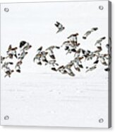 The Flight Of The Snow Buntings Acrylic Print