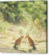 The Fox In The Field Acrylic Print