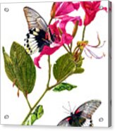 The Great Mormon Butterfly Acrylic Print