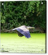 The Heron And Dragonfly Acrylic Print