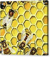 The Honeybee Acrylic Print