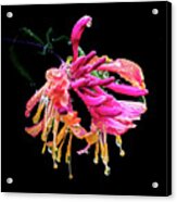 The Honeysuckle Flower Acrylic Print