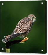 The Hunting Position In Profile For The Young Kestrel Acrylic Print