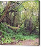 The Kind Bending Of Forest Beings Acrylic Print