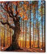 The King Of The Trees Acrylic Print