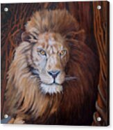 The Lion Acrylic Print