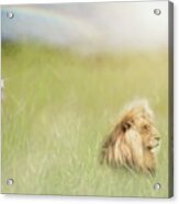 The Lion, The Lamb, And Rainbow Acrylic Print