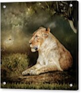 The Lioness Acrylic Print