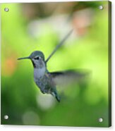 The Little Hummingbird Acrylic Print