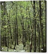 The Magic Forest Acrylic Print