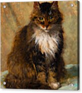 The Maine Coon Cat Acrylic Print