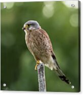 The Male Kestrel Hunting On Top Of A Round Pole Acrylic Print