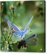 The Mirrors Butterfly Acrylic Print