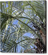 The Palm Tree Acrylic Print