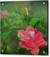 The Pink Hibiscus Acrylic Print