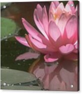 The Pink Lotus Acrylic Print