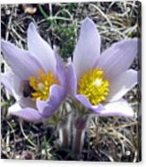 The Prairie Crocus Acrylic Print