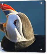 The Puffin Speaks Acrylic Print