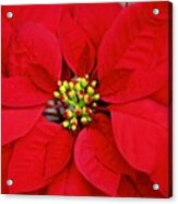 The Red Pointsettia Acrylic Print