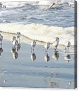 The Sanderlings Acrylic Print