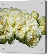 The Vanilla Roses Transparent Acrylic Print