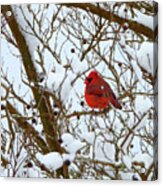 The Virginia State Bird Acrylic Print